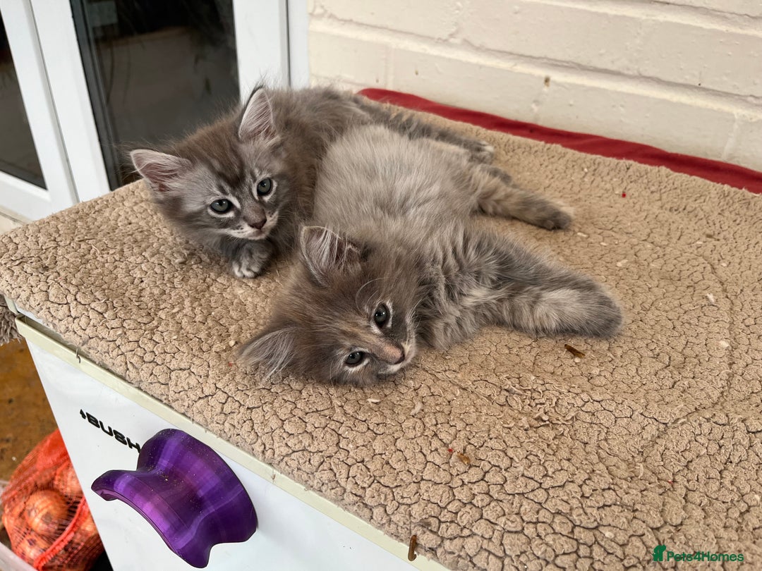 Ragdoll cats for sale: Ragcoons - Image 1
