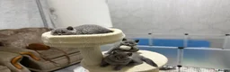 British Shorthair cats for sale:  3 blue Britishshorthair kittens girls for sale  - Advert 11