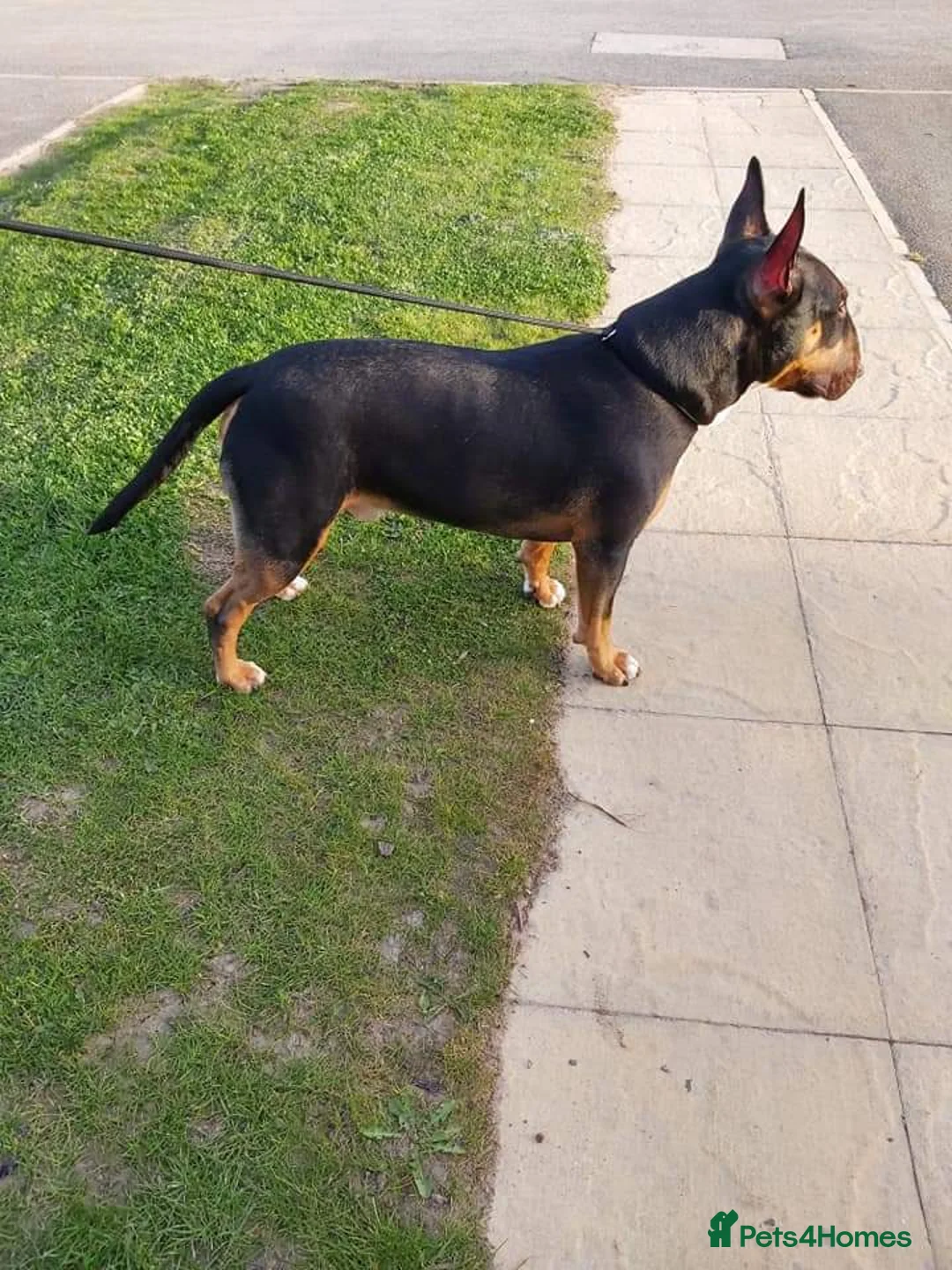 English Bull Terrier dogs for stud: KC REGISTERD ENGLISH BULL TERRIER SOLID BLACK TRI  in Nantwich - Advert 6