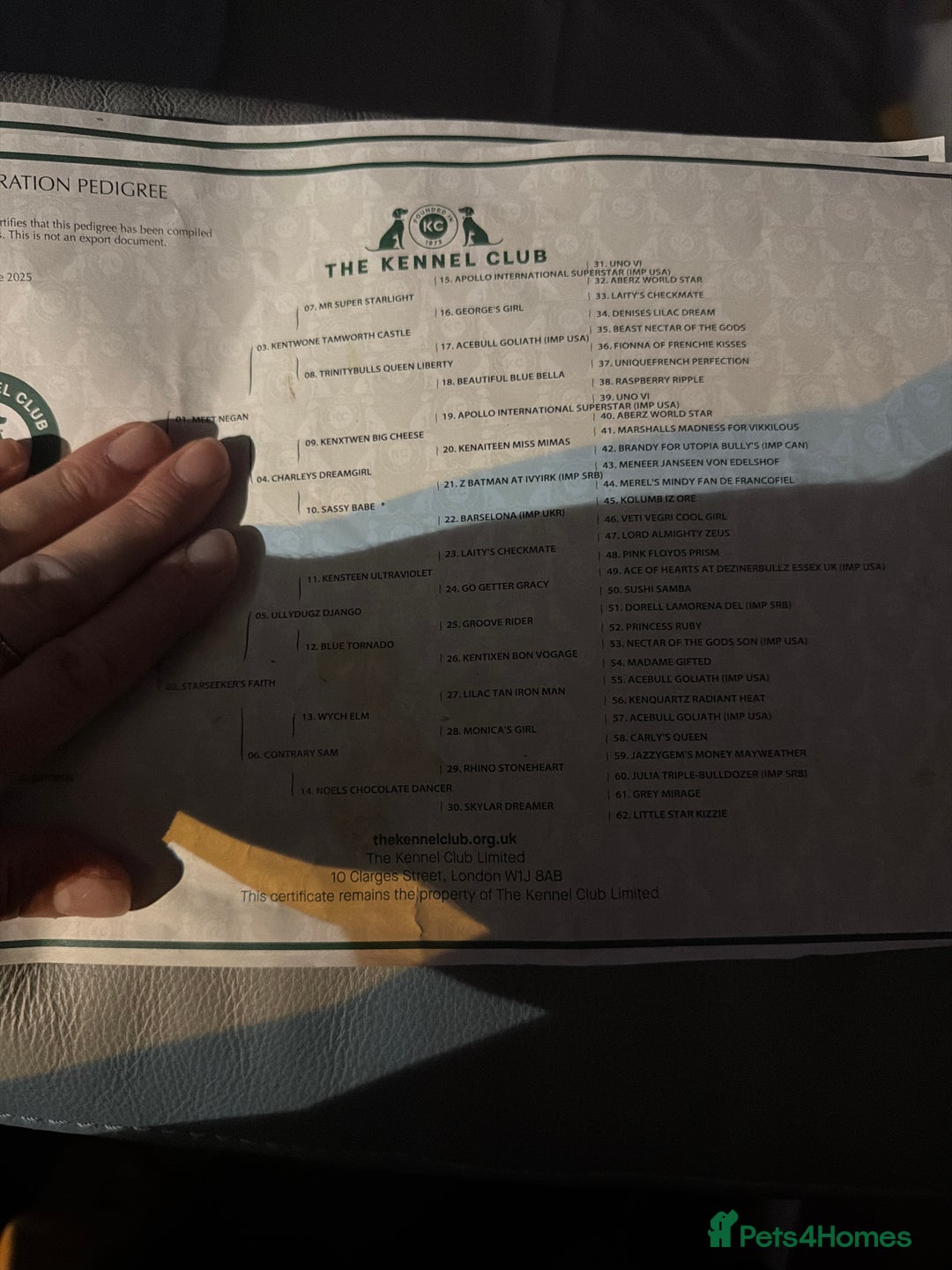 French Bulldog dogs for sale: French bulldog - Advert 20