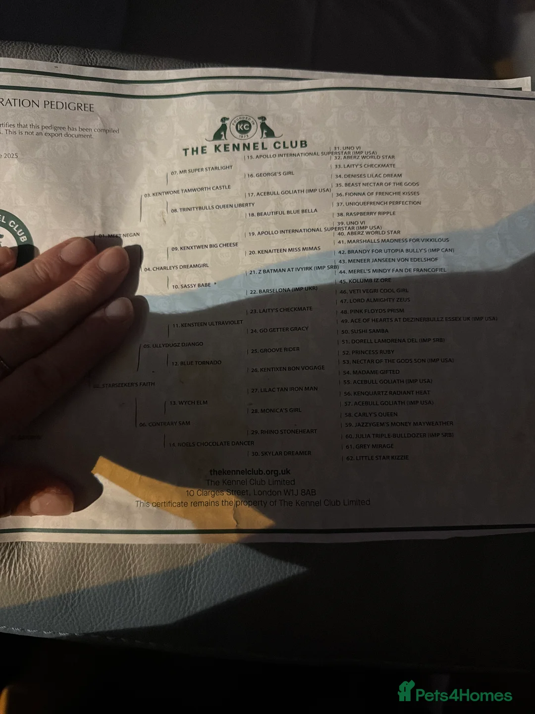 French Bulldog dogs for sale: French bulldogs  - Advert 16