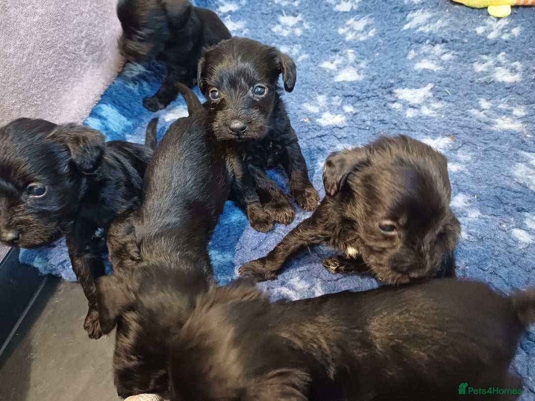 Schnoodle dogs for sale: Schnoodles - poodle and schnauzer mix - Advert 3