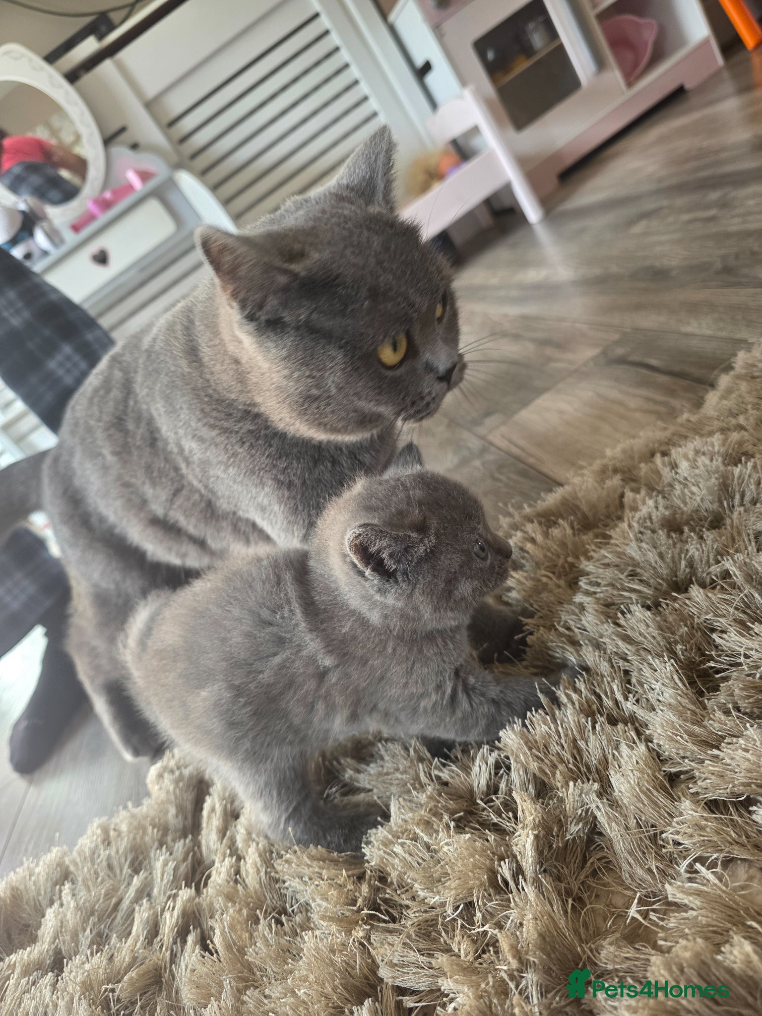 British Shorthair cats British shorthair mixed beautiful little boy left  - Advert 2