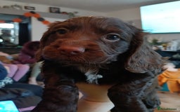 Cocker Spaniel dogs for sale: Stunning pedigree cocker spaniel puppies  - Image 9