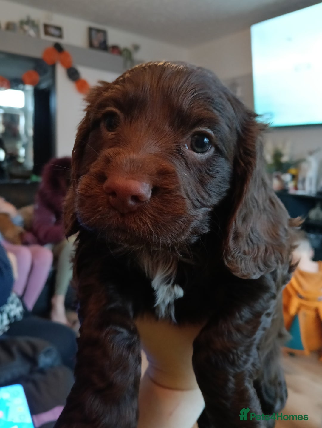 Cocker Spaniel dogs for sale: Stunning pedigree cocker spaniel puppies  - Image 9