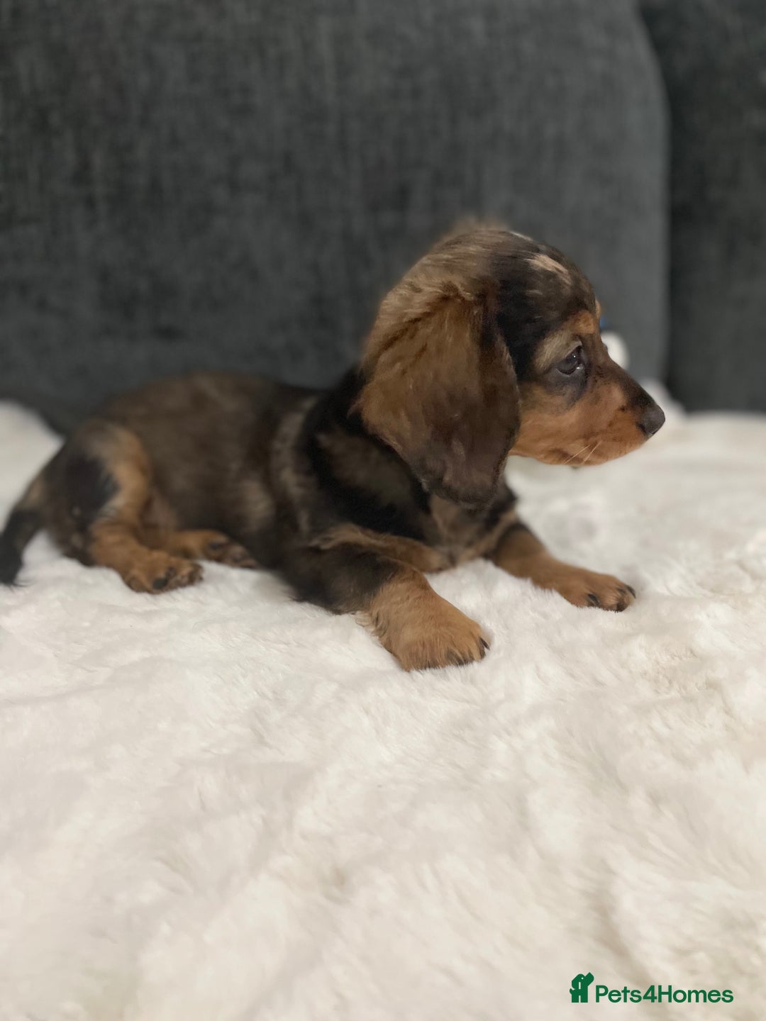 Miniature Dachshund dogs for sale: Champion Longhaired Miniature Dachshund Puppies - Advert 17