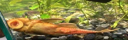 Plecos fish for sale: Beautiful Ancistrus in Croydon. - Advert 10