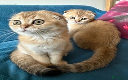 Scottish Fold cats for sale: Gold Chinchilla Scottish fold baby’s  - Image 1