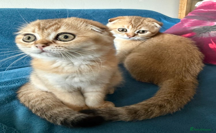 Scottish Fold cats - Advert 6