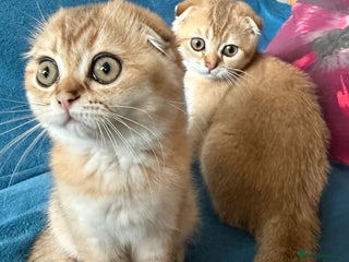 Scottish Fold cats - Advert 31