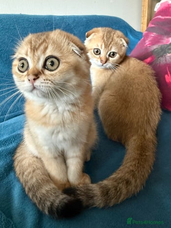 Scottish Fold cats for sale - Advert 2