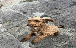 Cockapoo dogs for sale: Cockapoo girl 19 month old  - Image 2