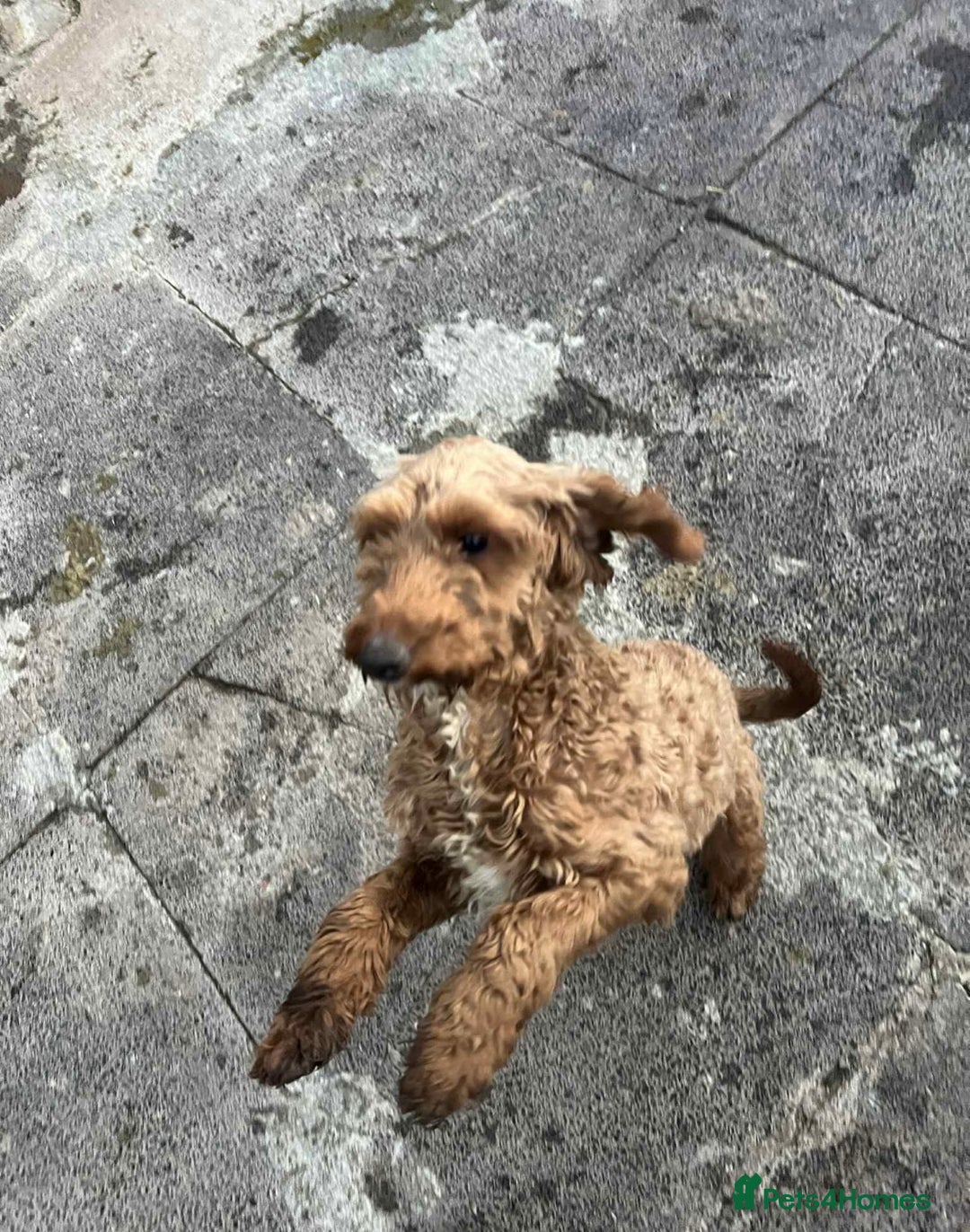 Cockapoo dogs for sale: Cockapoo girl 19 month old  - Image 2