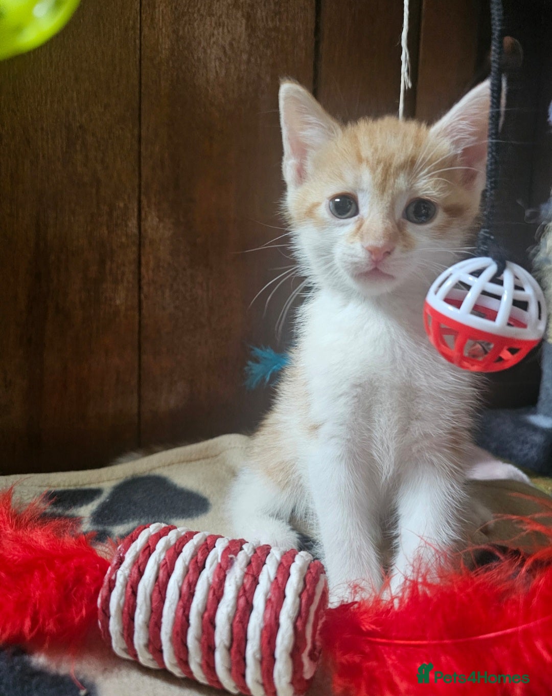Mixed Breed cats for sale:  3 Adorable Kittens Ready for Their Forever Homes - Image 9