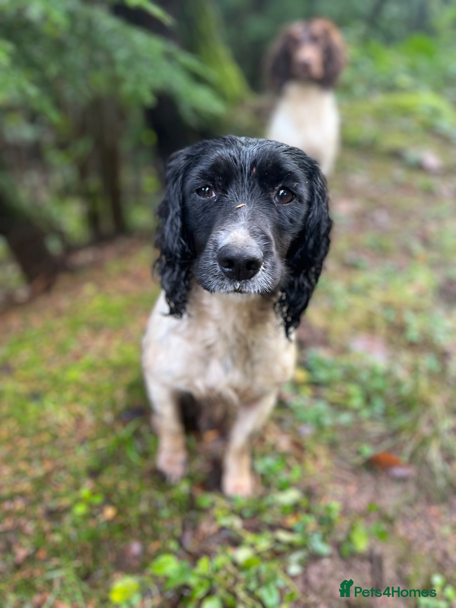 English Springer Spaniel dogs Ready for their new home Springer Spaniel Puppies  - Advert 2