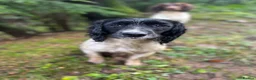 English Springer Spaniel dogs for sale: Springer Spaniel Puppies  - Advert 3