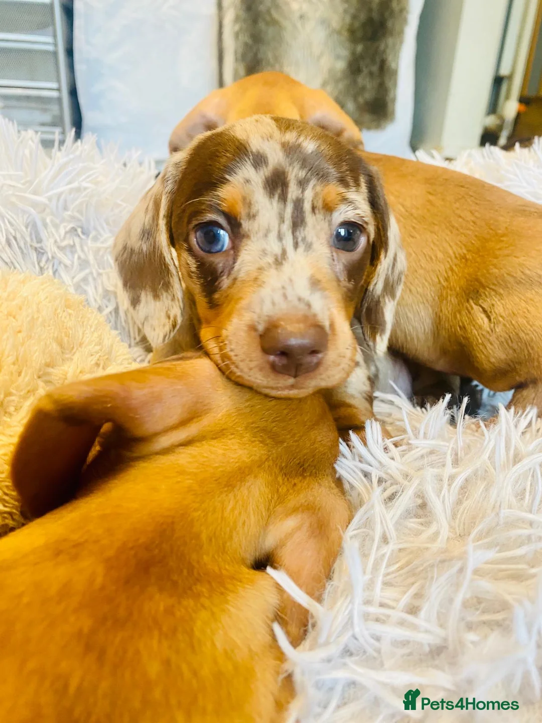 Miniature Dachshund dogs for stud: Miniature Shaded Red Dachshund for Stud PRA Clear in Faringdon - Advert 12
