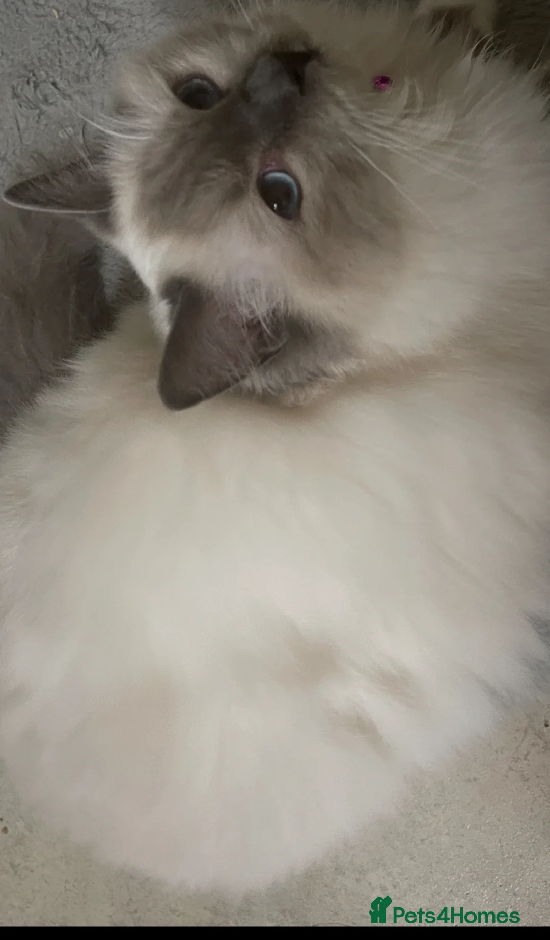 Ragdoll cats for sale: Champion breed Ragdolls Tica registered - Advert 2