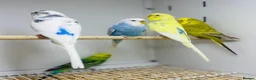 Budgerigars birds for sale: Baby budgies  - Advert 9