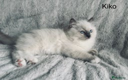 Ragdoll cats for sale: Stunning quality Ragdoll kittens - must see!!! - Image 2