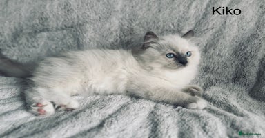 Ragdoll cats - Advert 3