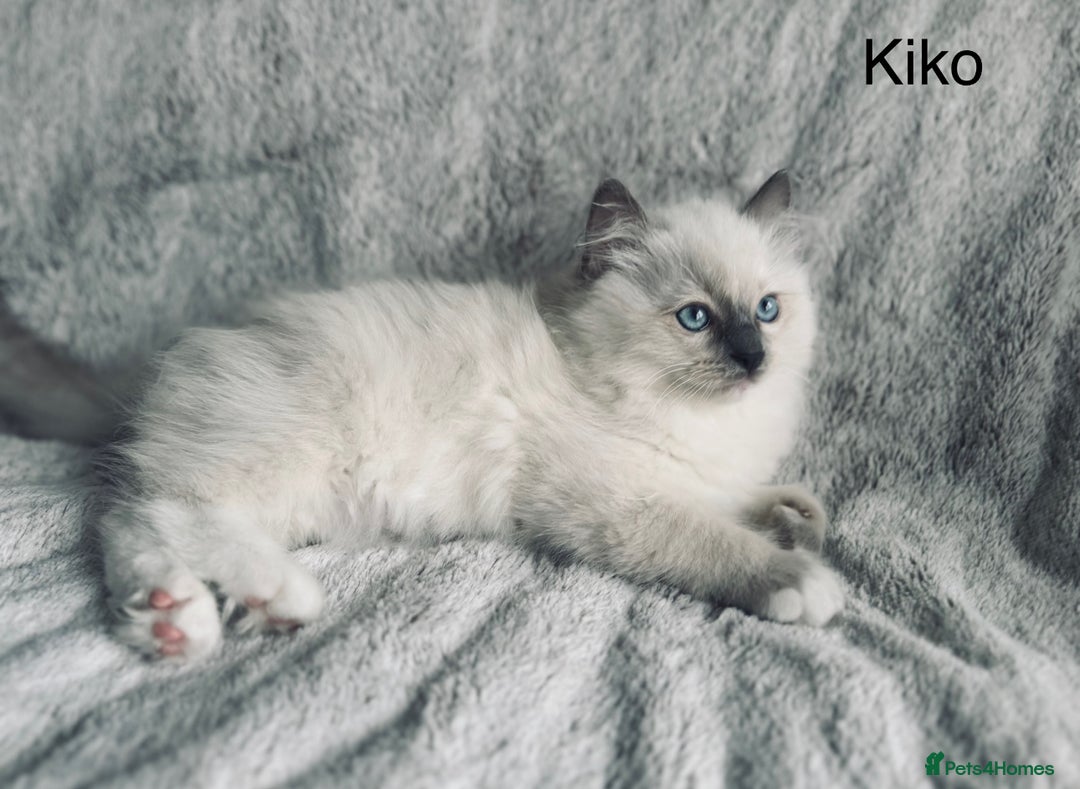 Ragdoll cats for sale: Stunning quality Ragdoll kittens - must see!!! - Image 2