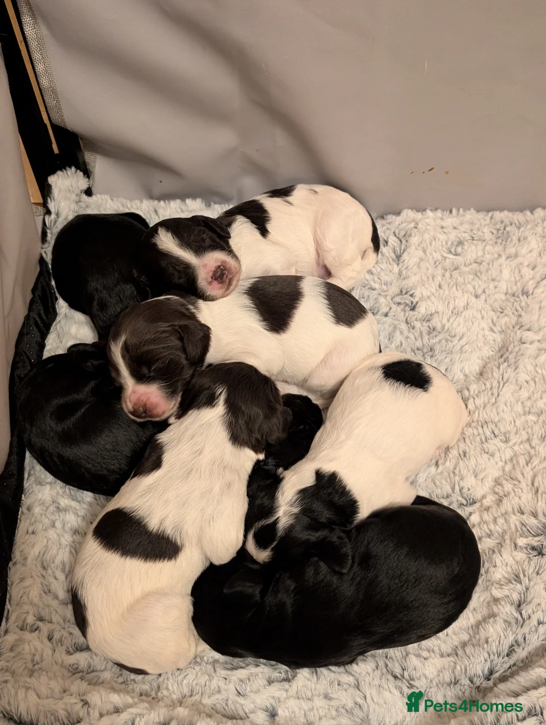 Sprocker dogs for sale: Stunning Sprocker Puppies  - Advert 7