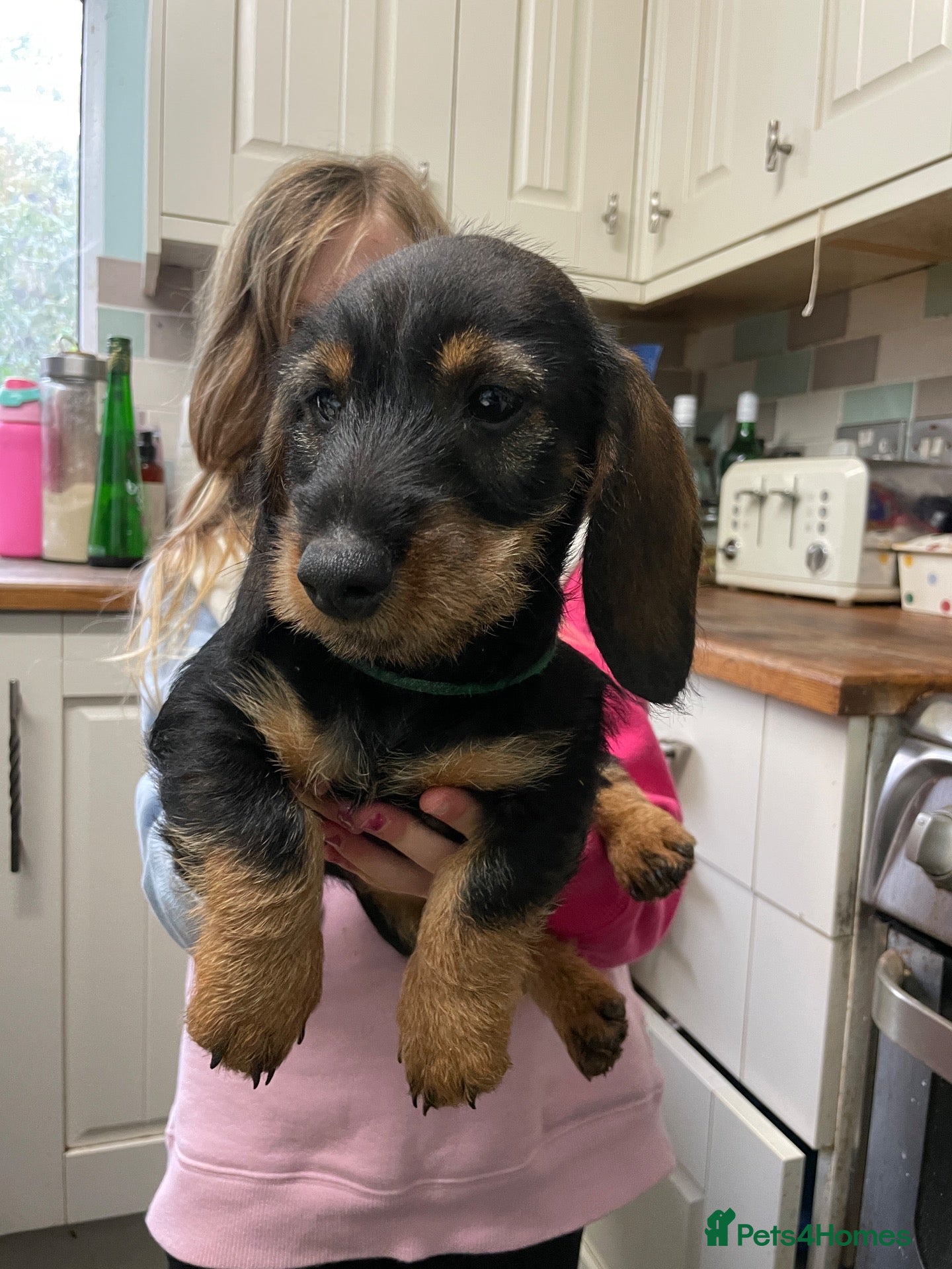 Dachshund dogs for sale: Wire haired Teckel 1 boy pup available  - Advert 1