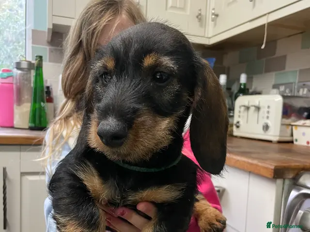 Dachshund dogs for sale: Wire haired Teckel 1 boy pup available - Advert 1