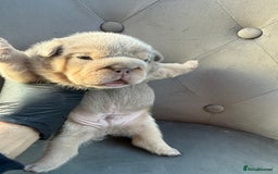 English Bulldog dogs for sale: KC Quality English Bulldogs  - Image 19