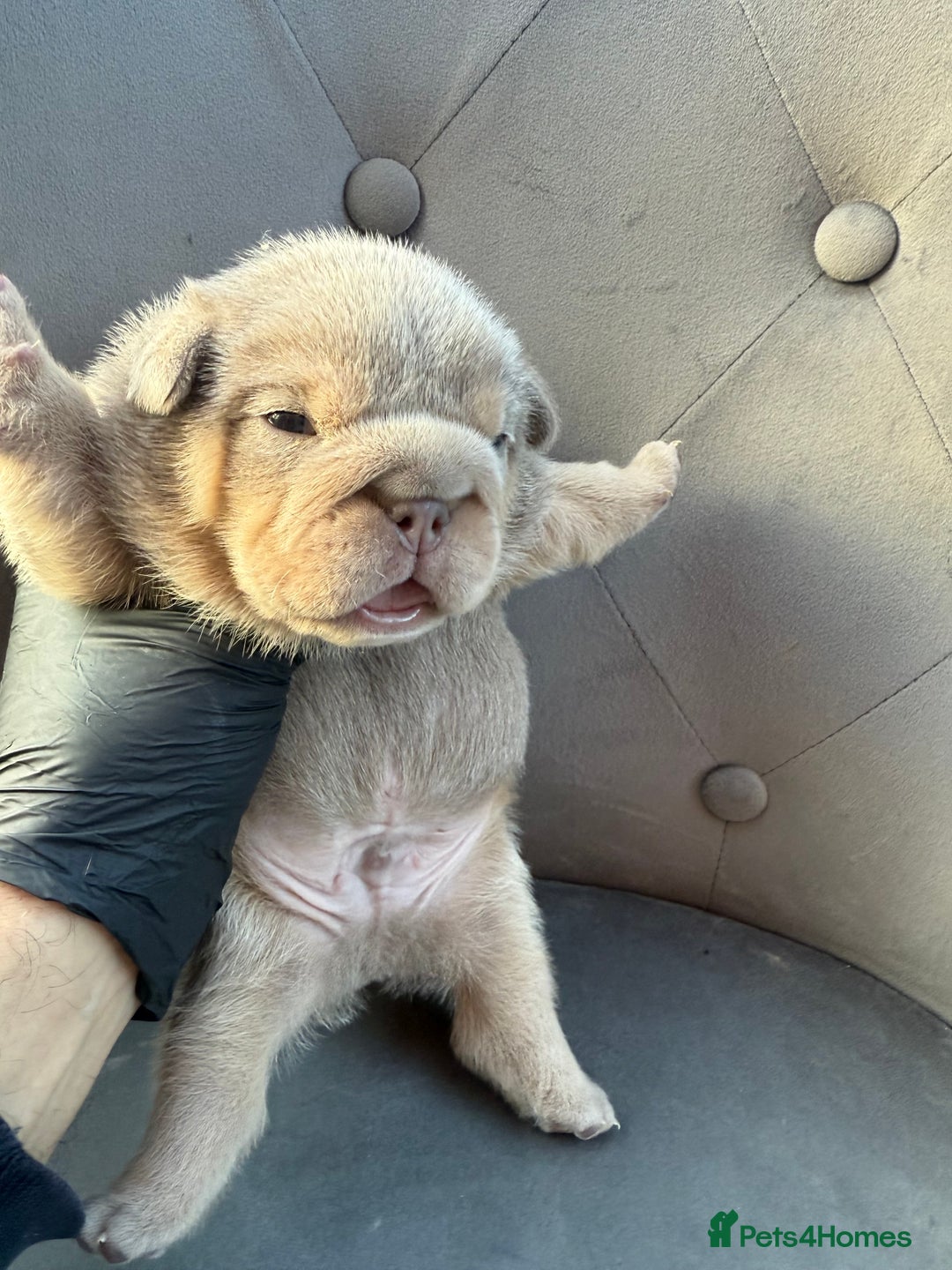 English Bulldog dogs for sale: KC Quality English Bulldogs  - Image 19