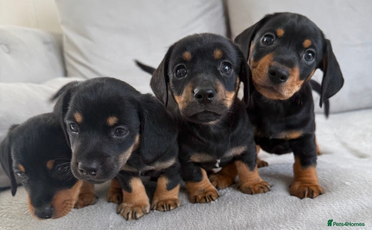 Mixed Breed dogs - Advert 1