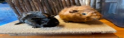 Guinea Pig rodents for sale: Beautiful baby Abyssinian Guinea Pigs - Advert 14