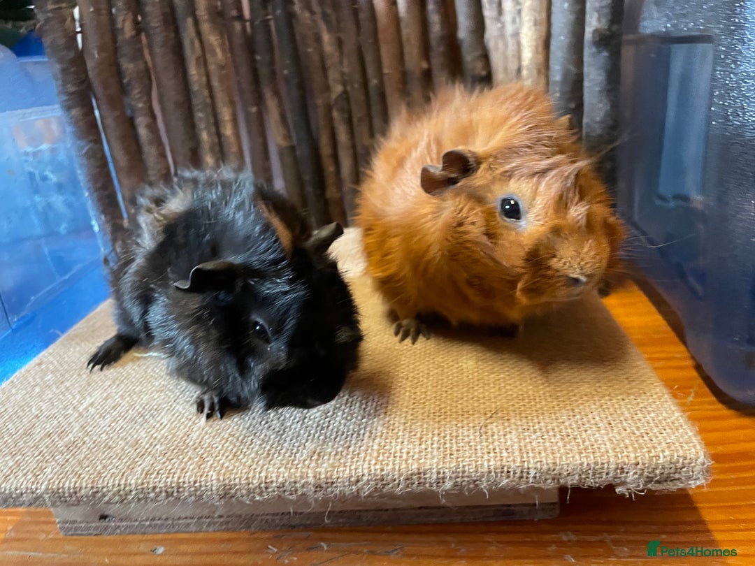 Guinea Pig rodents for sale: Beautiful baby Abyssinian Guinea Pigs - Advert 14
