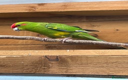 Mixed Breed birds for sale: Gorgeous baby Kakariki’s  - Image 2