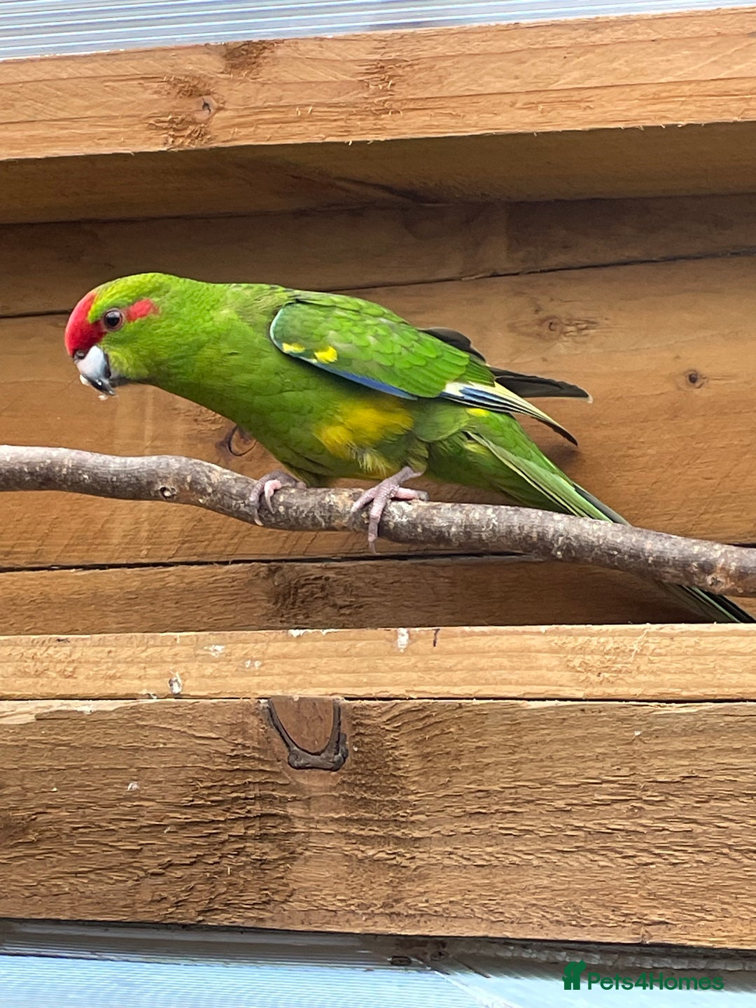 Mixed Breed birds for sale: Gorgeous baby Kakariki’s  - Image 2
