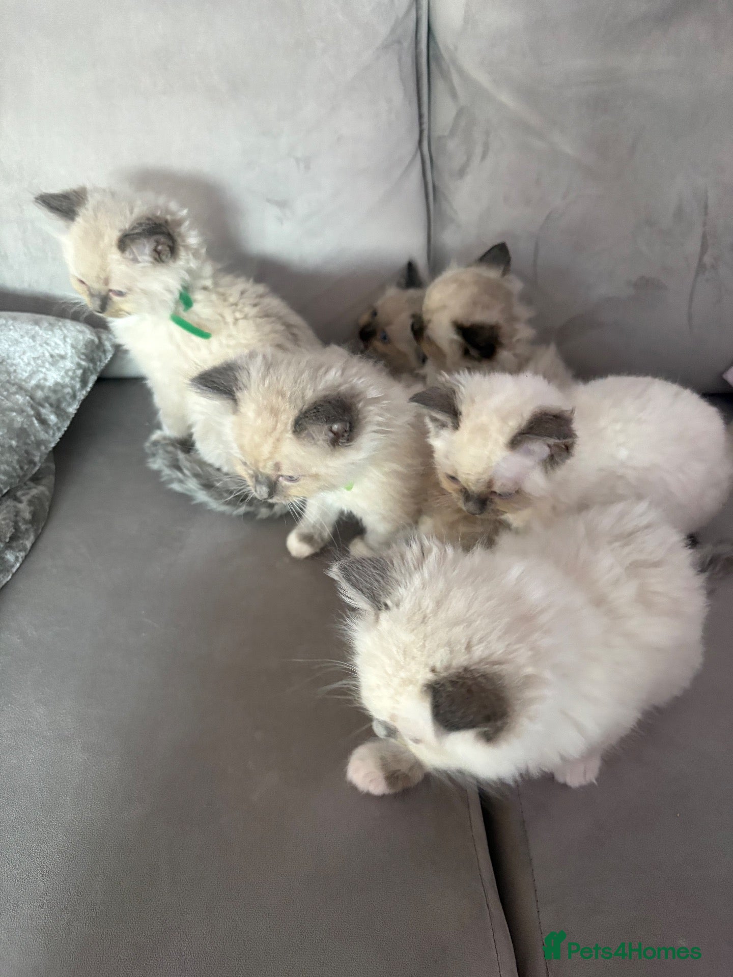 Ragdoll cats for sale: Ragdoll kittens  - Advert 2