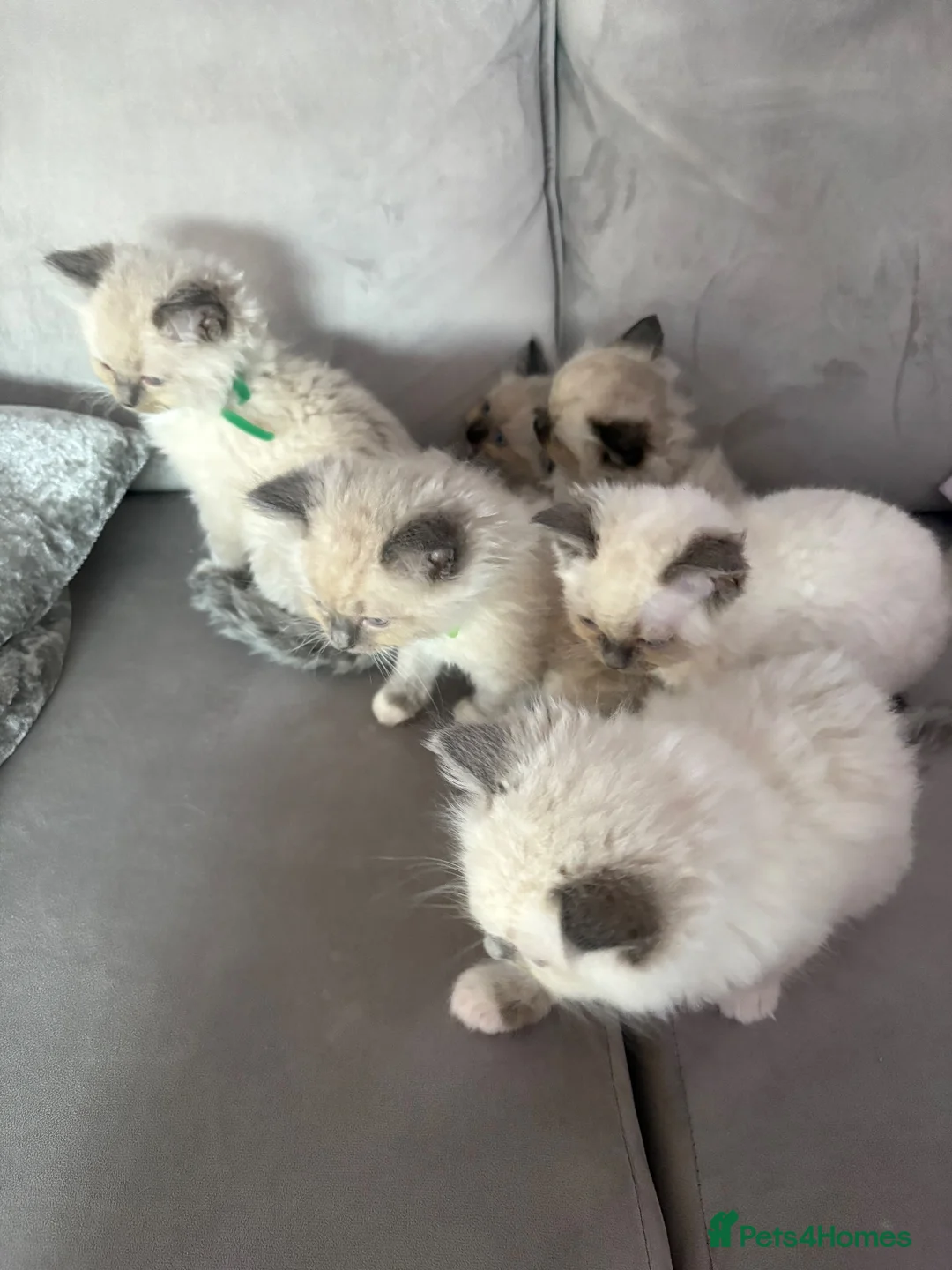 Ragdoll cats for sale: Ragdoll kittens  - Advert 1