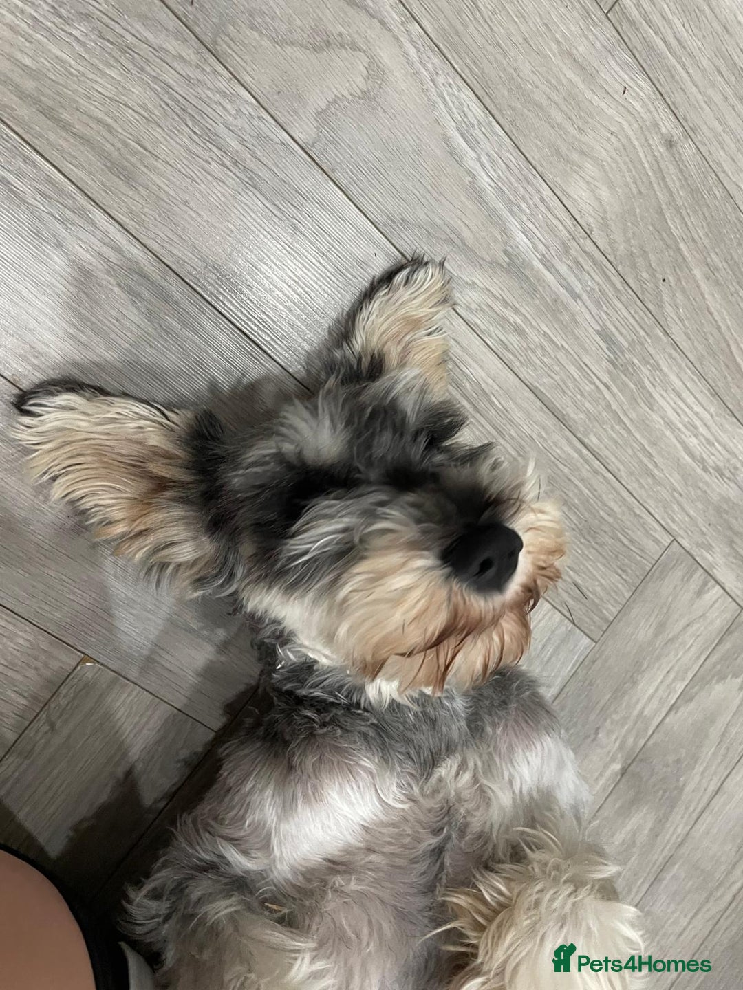 Miniature Schnauzer dogs for sale: Miniature Schnauzer pups for sale - Advert 4