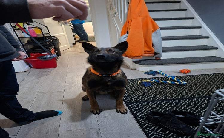 Belgian Shepherd Dog dogs Male  - Advert 2