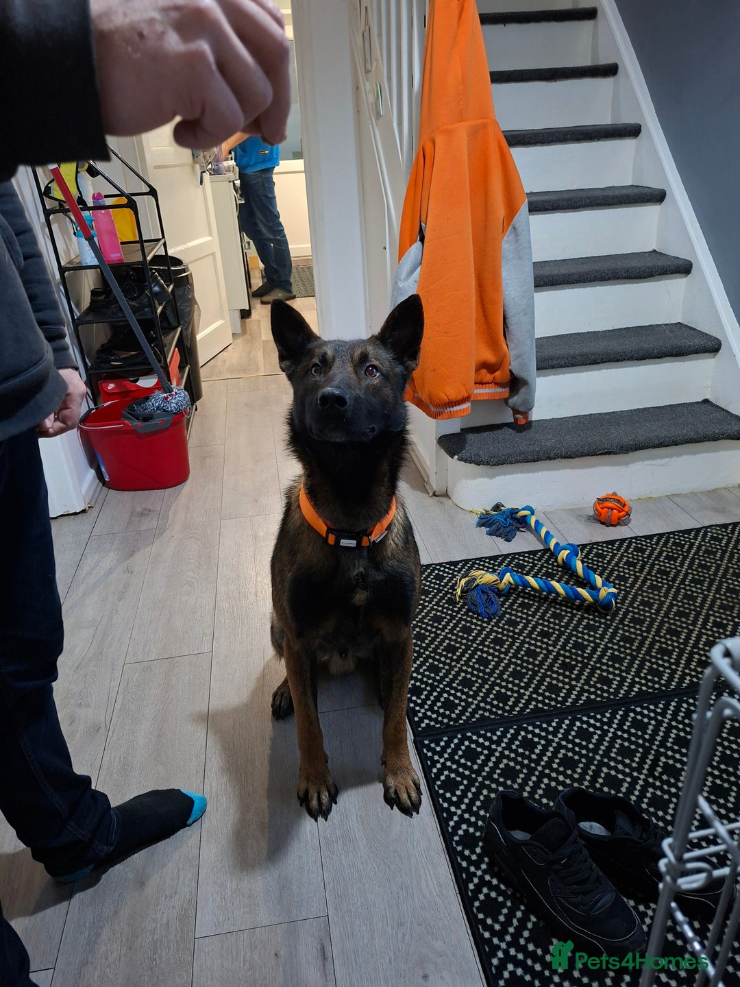 Belgian Shepherd Dog dogs for sale: Male  - Advert 1