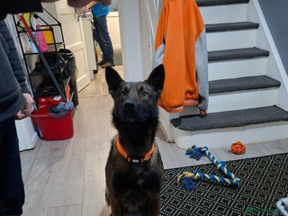 Belgian Shepherd Dog dogs Male - Advert 1