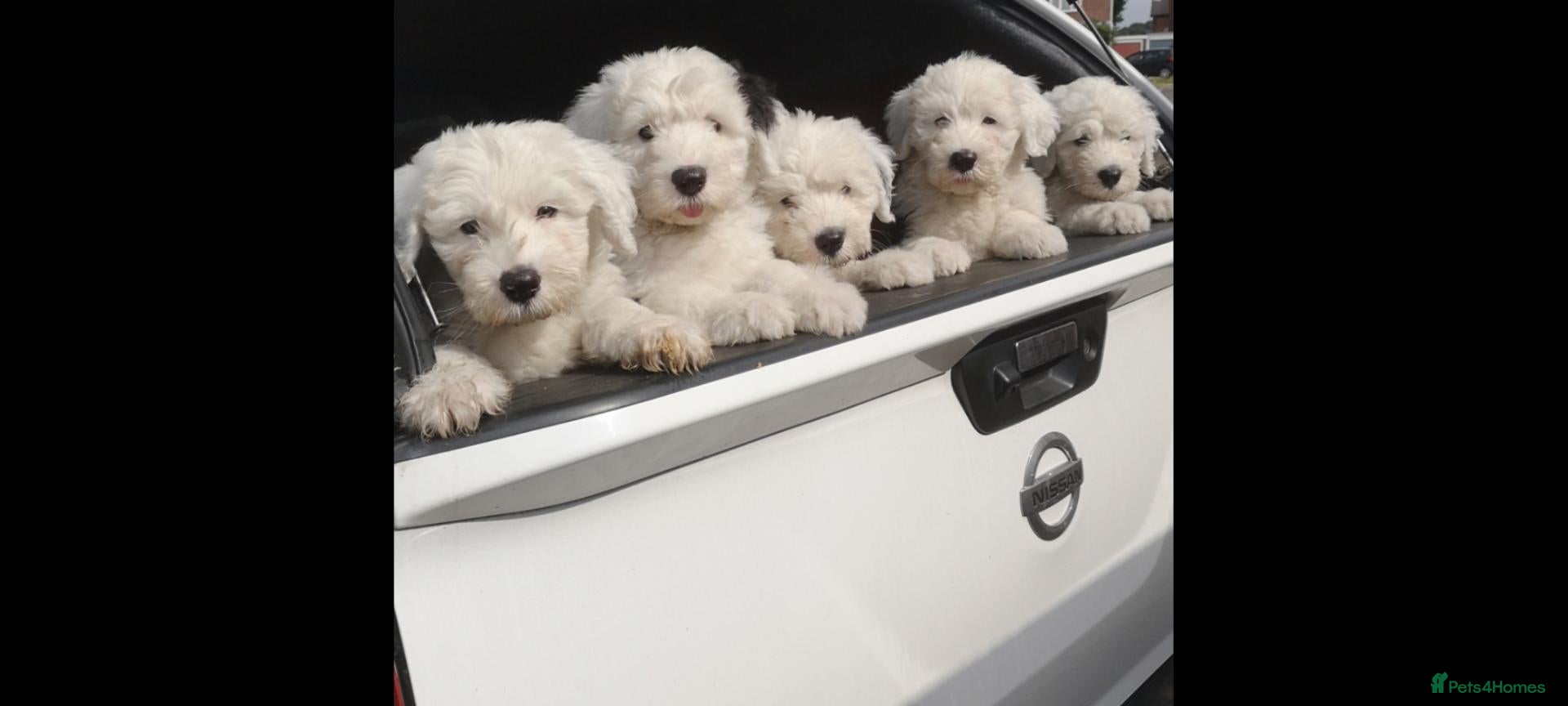 Old English Sheepdog dogs for sale: READY NOW - Advert 2