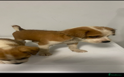 Mixed Breed dogs for sale: Jack Russell puppies ready to leave  - Image 7