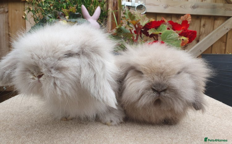 Mini Lion Lop rabbits - Advert 1