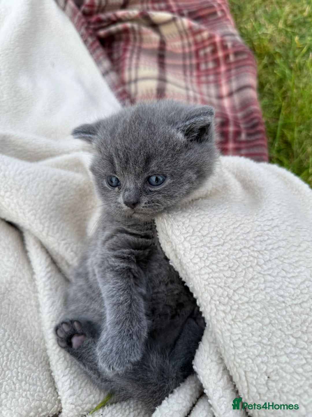 British Shorthair cats for sale: GCCF BSH Blue pedigree kittens for sale - Image 5