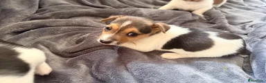 Jack Russell 1