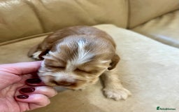 Cocker Spaniel dogs for sale: 4⭐️Licensed KC Reg English Show Cocker Spaniel - Image 16