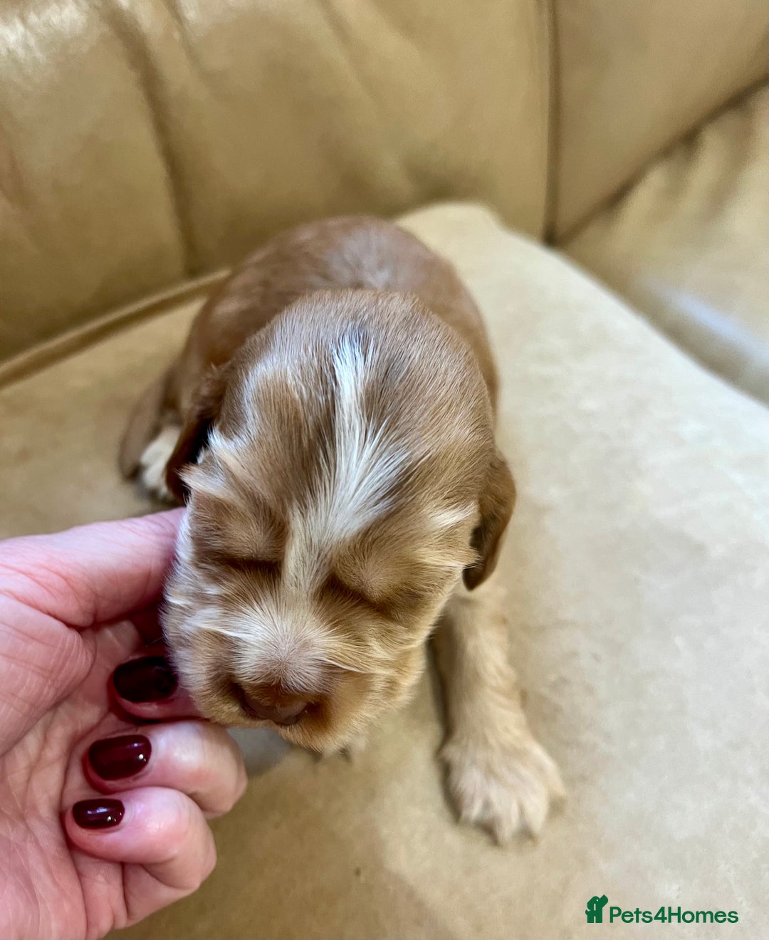 Cocker Spaniel dogs for sale: 4⭐️Licensed KC Reg English Show Cocker Spaniel - Image 16