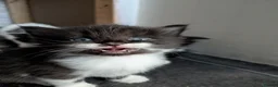 Mixed Breed cats for sale: 1/4 ragdoll kittens in Tunbridge Wells - Advert 3